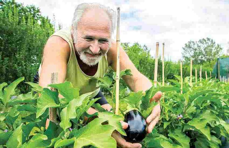 How to Determine the Best Vegetables to Grow